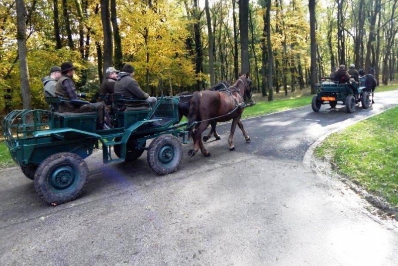 Európa / Poľovačka na daniela v ruji