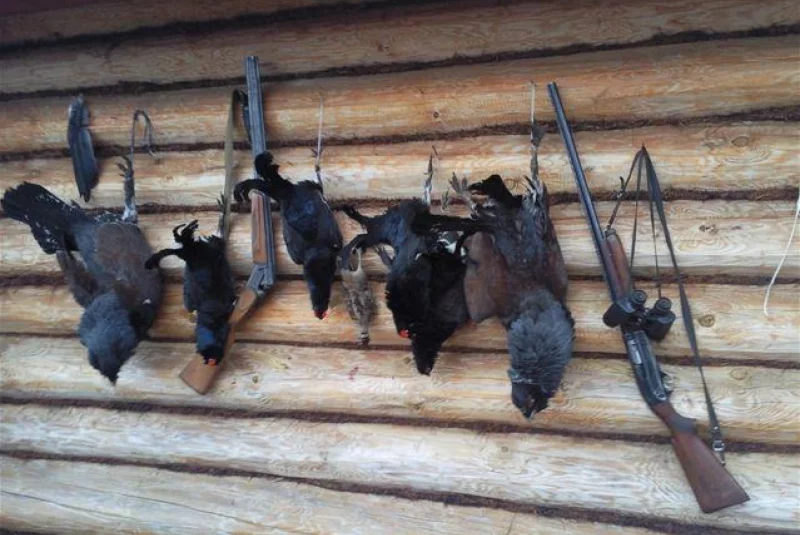 Európa / Poľovačka na hlucháňa a tetrova v Rusku Európa / Poľovačka na hlucháňa a tetrova v Rusku
