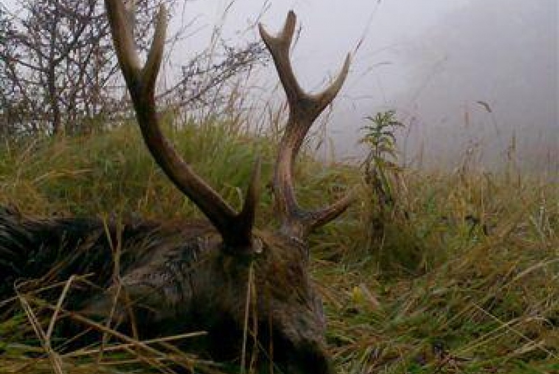 Česko - Poľovačka na Jelene Sika / Poľovačka na Jelene Sika