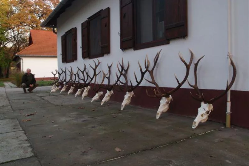 Európa / Poľovačka na jeleňa Európa / Poľovačka na jeleňa