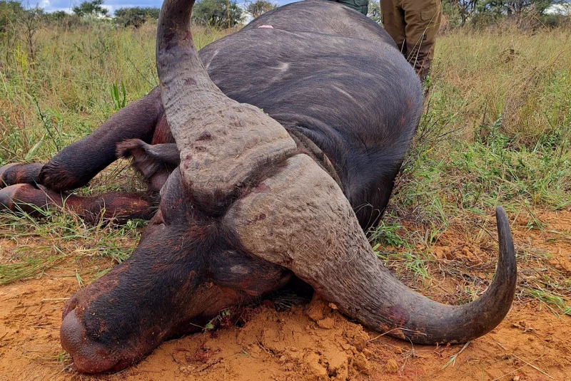 Poľovačka na byvola AB-Centrum Safari Poľovačka v Južnej Afrike / Poľovačka v Južnej Afrike Poľovačka v Južnej Afrike / Poľovačka v Južnej Afrike