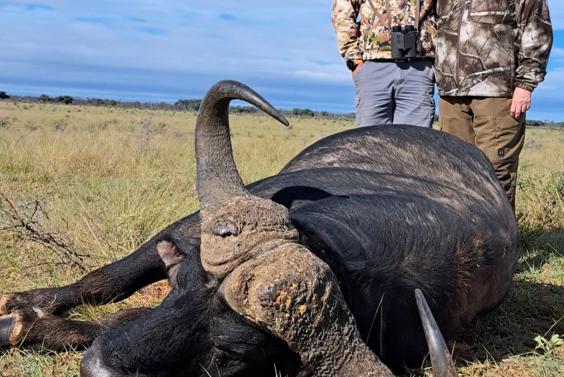 Poľovačka na byvola AB-Centrum Safari Poľovačka v Južnej Afrike / Poľovačka v Južnej Afrike Poľovačka v Južnej Afrike / Poľovačka v Južnej Afrike