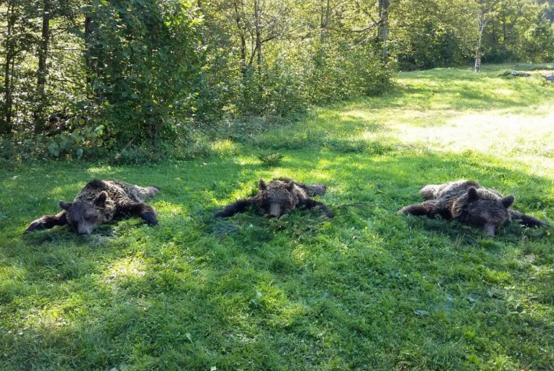 Európa / Poľovačka na medveďa v Chorvátsku Európa / Poľovačka na medveďa v Chorvátsku