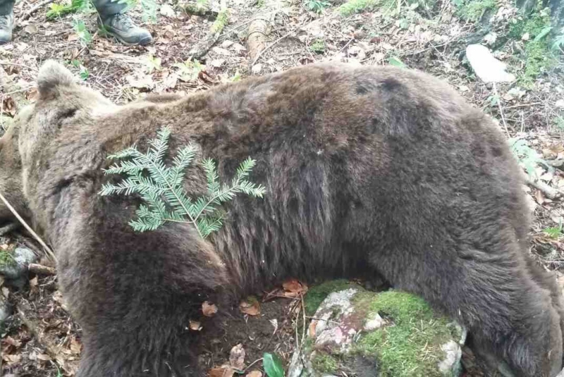 Európa / Poľovačka na medveďa v Chorvátsku