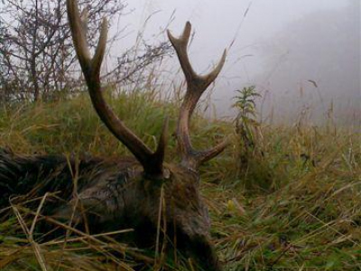 Poľovačka na Jelene Sika